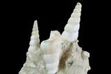 Fossil Gastropod (Haustator) Cluster - Damery, France #97778-2